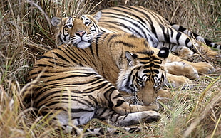 two tigers lying on ground